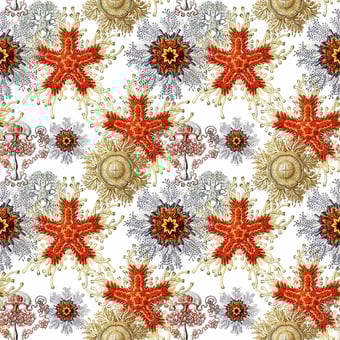 Gorgone 6 Panel Corail Labo Léonard