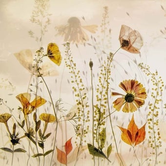 Papier peint panoramique Champ Fleuri Fleurs Artwallz Paris