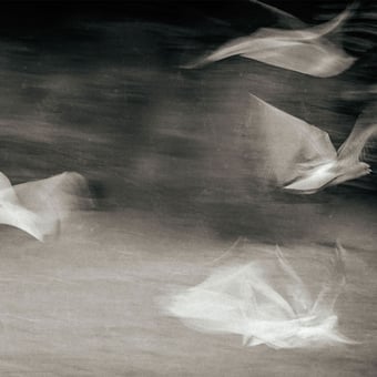 Fluttering GUlls Panel Opale Artwallz Paris