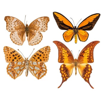 Papel pintado mural panorámico Butterflies Mix 5 Orange Curious Collections