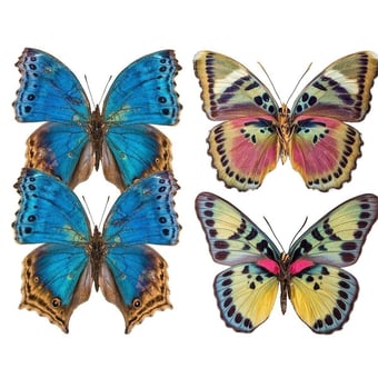 Butterflies Mix 8 Panel Bleu/Rose Curious Collections