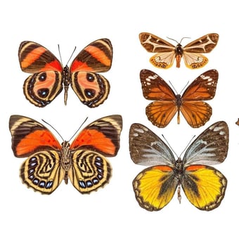 Butterflies Mix 9 Panel Orange/Jaune Curious Collections