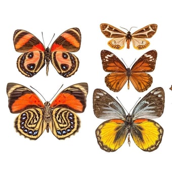 Papel pintado mural panorámico Butterflies Mix 9 Orange/Jaune Curious Collections