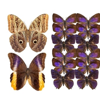 Papel pintado mural panorámico Butterflies Mix 12 Violet Curious Collections
