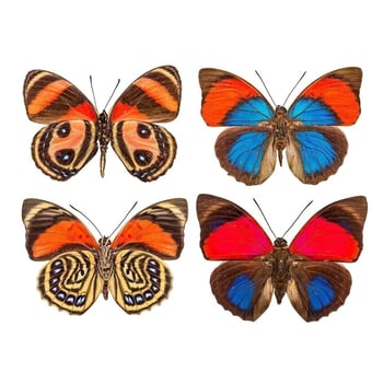Papel pintado mural panorámico Butterflies Mix 10 Orange/Bleu Curious Collections