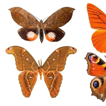 Butterflies Mix 11 Panel Orange Curious Collections