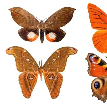 Panoramatapete Butterflies Mix 11 Orange Curious Collections