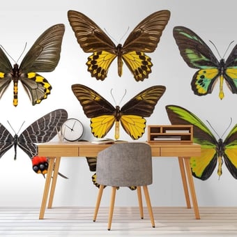 Papel pintado mural panorámico Butterflies Mix 6 Marron Curious Collections