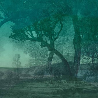 Carta da parati murale L'éveil de la Foret Vert Quinsaï