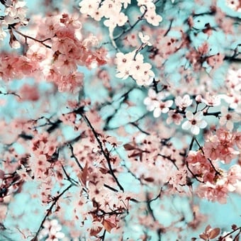 Cerisier Wallpaper Naturel Jean Paul Gaultier