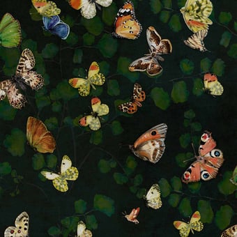 Magic Butterflies Wallpaper Nuit Coordonné