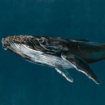 Humpback Whale Panel Océan Coordonné