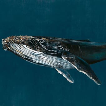 Papel pintado mural panorámico Humpback Whale Océan Coordonné