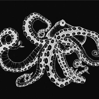 Papier peint panoramique Octopus X-Ray Encre Coordonné