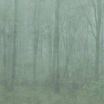 Papier peint panoramique Skog Vert Sandberg
