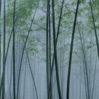 Papier peint panoramique In The Bamboo Green Walls by Patel