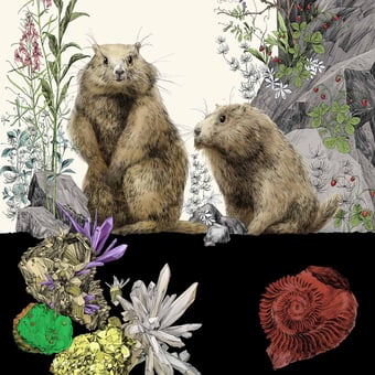 Panoramatapete Marmottes Gauche Multicolore Edmond Petit
