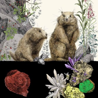 Panoramatapete Marmottes Droit Multicolore Edmond Petit