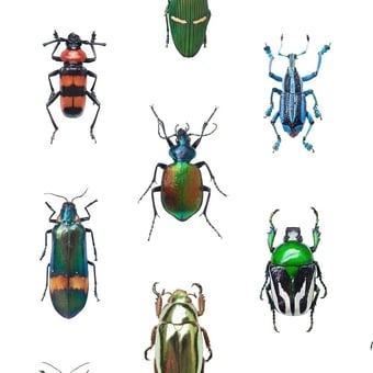Papier Peint Coleoptera Multicolore Curious Collections