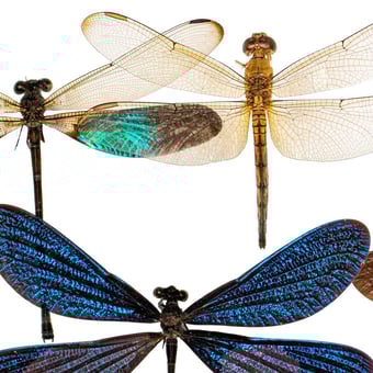 Libellule Wallpaper Multicolore Curious Collections
