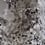 Sakura Fabric Jean Paul Gaultier Naturel 3468-01
