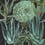 Panoramatapete Succulentus Mindthegap Green/Anthracite WP20167