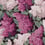 Lilac Grandiflora Panel Cole and Son Rose/Magenta 115/15045 pack 2 rouleaux