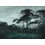 Panoramatapete Pine Trees Les Dominotiers Original DOM1510