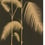 Palm Leaves Wallpaper Cole and Son Noir/Or 66/2014