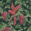 Woodvale Orchard Wallpaper Cole and Son Ruby/Olive 116/5020