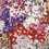 Lobelia Fabric Missoni Home Arancio multicolor 1L4RC68-159