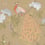 Pavona Wallpaper Little Greene Gina 0246PAGINAZ