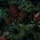 Tropical Pineapple Panel Pascale Risbourg Mulberry PINBRY90 - 300x280 cm