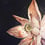 Mosaïque Dalia Vitrex Nero/Rosa dalia-150x290