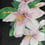 Mosaik Lilium Vitrex Nero/Rosa lilium-150x290