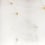 Fan Wallpaper Erica Wakerly Gold/White FAN013