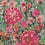 Tela Bouquet Lalie Lalie Design Multicolore Bouquet Multicolore