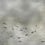 Papier peint panoramique Koi Metallics Coordonné Silver 9600061