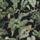 Jungle Cat Wallpaper York Wallcoverings Black HO2143