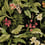 Wailea Coast adhesive wallpaper York Wallcoverings Black RMK11894RL