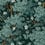 Papier peint panoramique Jasmin Le Grand Siècle Vert de gris jasmin-vert de gris 65x250cm