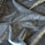 Terciopelo de Fiacre Antoine d'Albiousse Souris 63