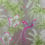 Papel pintado Bird of Paradise Matthew Williamson Fuchsia/Moss W6655/03
