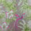 Papier peint Bird of Paradise Matthew Williamson Fuchsia/Moss W6655/03