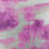 Cocos Wallpaper Matthew Williamson Fuchsia W6652/05