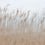 Papier peint panoramique Swaying Reed Rebel Walls Dune FR13602-8
