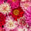 Pink Delight Dahlias Panel Curious Collections Pink delight CC-pink-delight