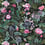 Velluto Porcelana de Chine Designers Guild Saumon FDG3016/02
