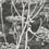 Papel pintado Cow Parsley Restyled Cole and Son Chalkboard Charcoal 66/7046