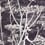 Papier peint Cow Parsley Cole and Son Noir/Blanc 66/7046